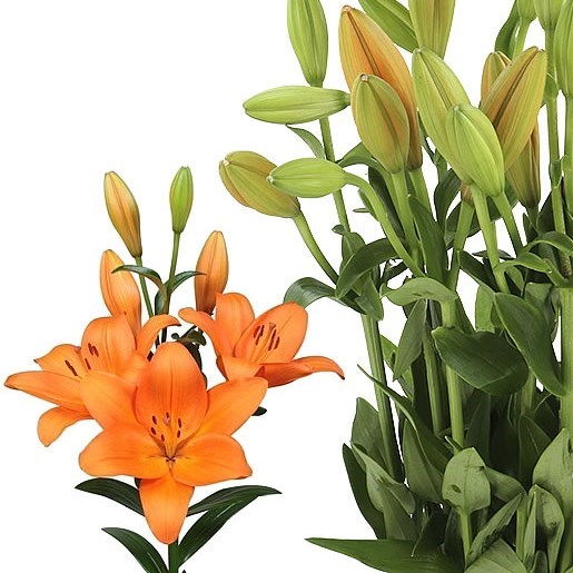 LILY LA. FARINELLA