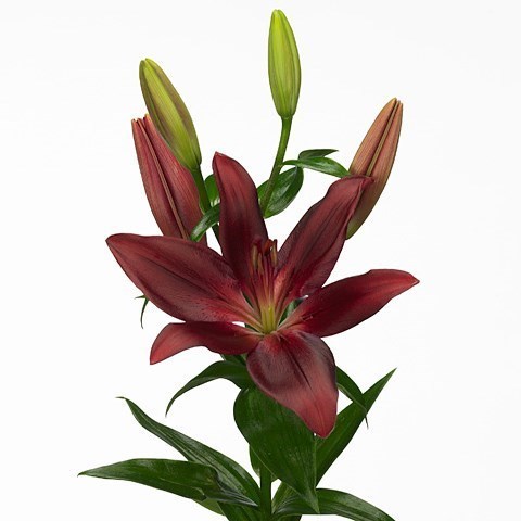 LILY LA. FORZA RED