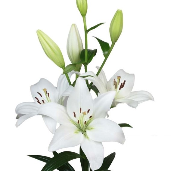 LILY LA .GRENOBLE