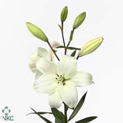 LILY LA. LITOUWEN