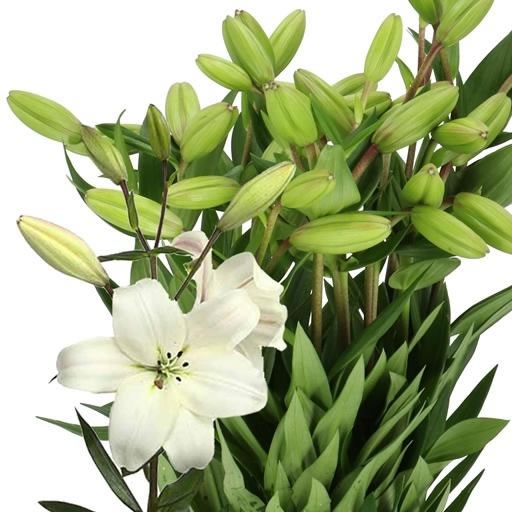 LILY LA. LITOUWEN
