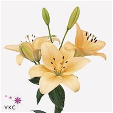 LILY LA. MENORCA