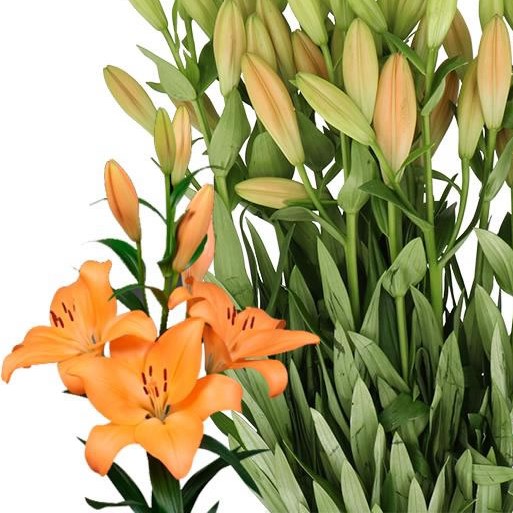 LILY LA. MENTON
