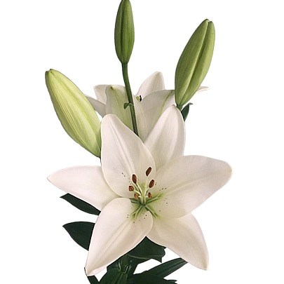LILY LA. MERCATO