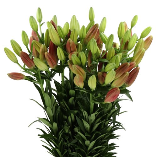 LILY LA. MODENA