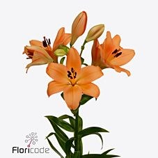 LILY LA. NAVARIN