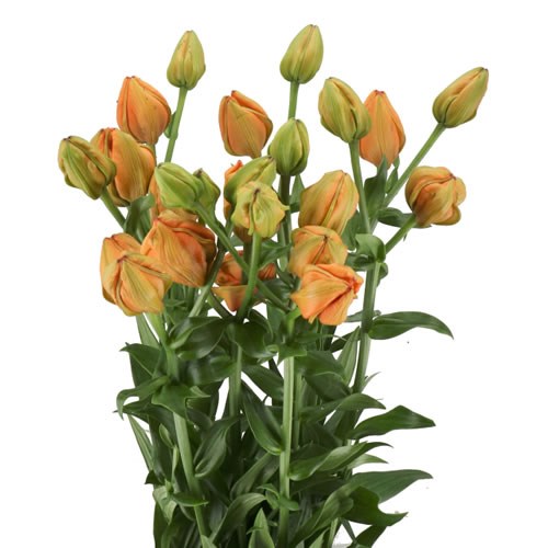 LILY LA. ORANGE LAMPION