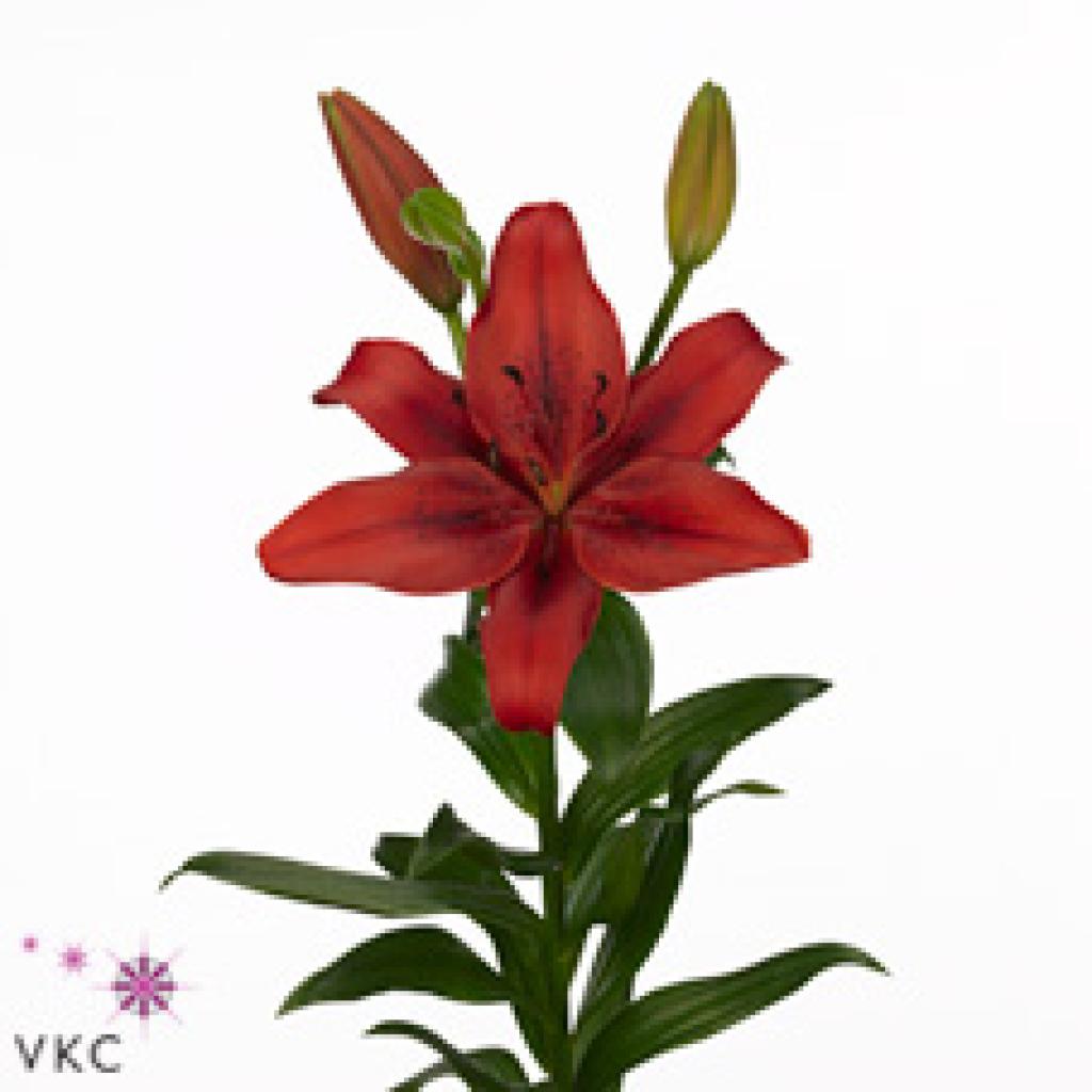 LILY LA. ORIGINAL LOVE