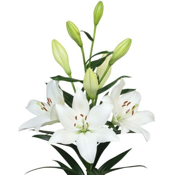 LILY LA. OSORNO