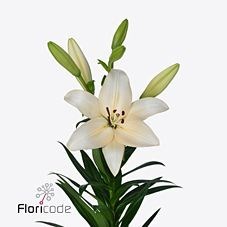 LILY LA. PROSECCO