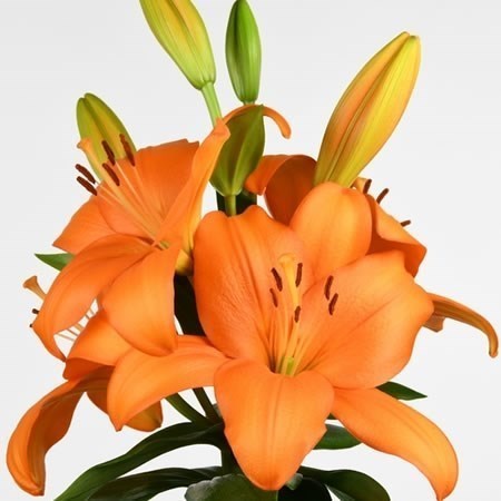 LILY LA . RAVELLO