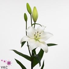 LILY LA. RICHMOND