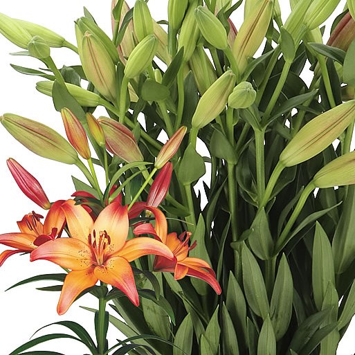 LILY LA. ROYAL SUNSET