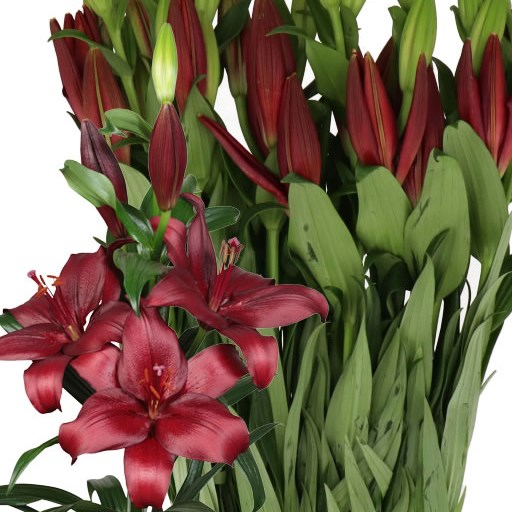 LILY LA. SAN SEBASTIAN