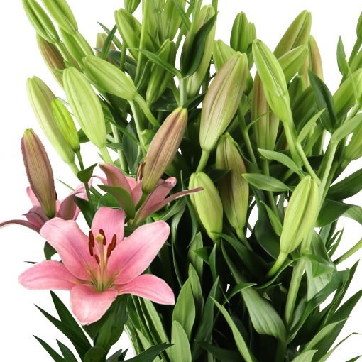 LILY LA. SCOTLAND