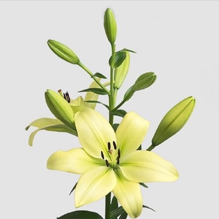 LILY LA. TREBBIANO