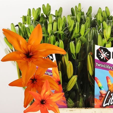 LILY LA. TWINLIFE ORANGE