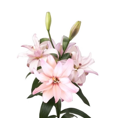 LILY LA TWINLIFE PINK 80cm 5+ | Wholesale Dutch Flowers & Florist