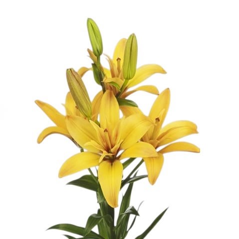LILY LA. TWINLIFE YELLOW