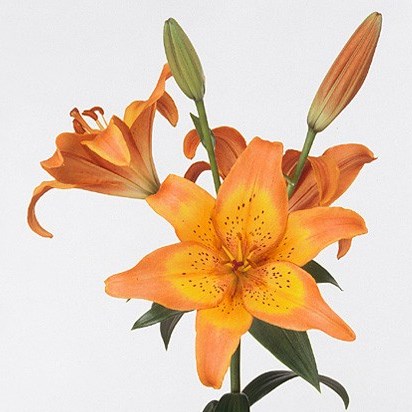 LILY LA. VERA CRUZ