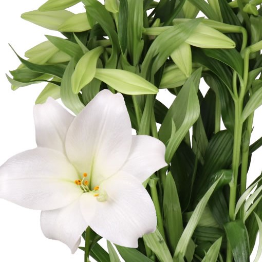 LILY LONGI. WHITE HEAVEN