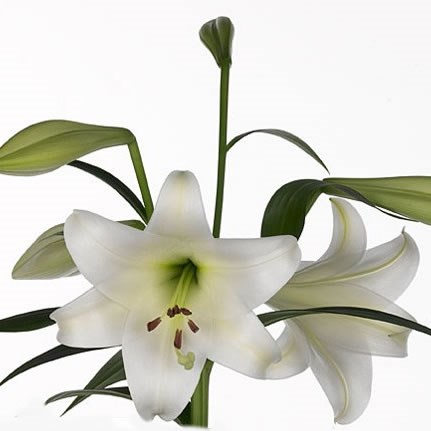 LILY LONGI. WHITE TRIUMPH 80cm 2+ | Wholesale Dutch Flowers