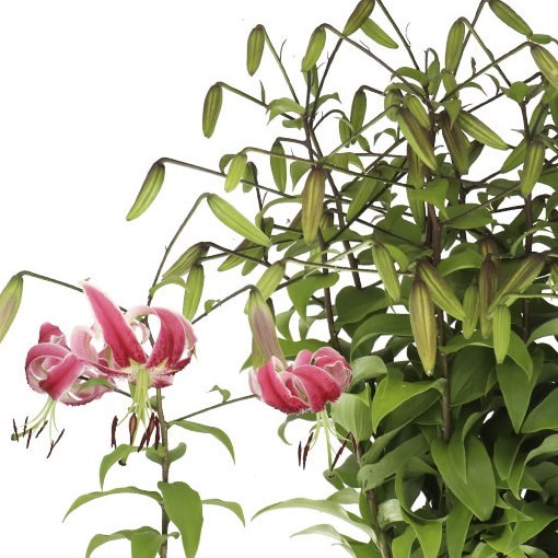 LILY MARTAGON BLACK BEAUTY
