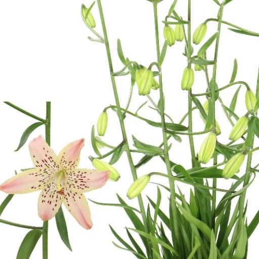 LILY MARTAGON CORSAGE