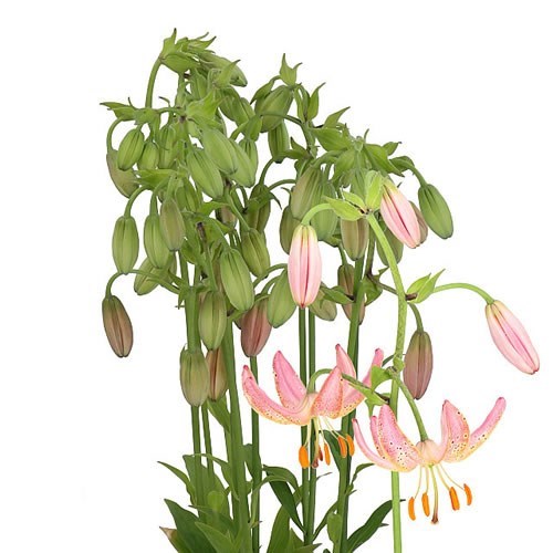 LILY MARTAGON - FAIRY MORNING (MINI)