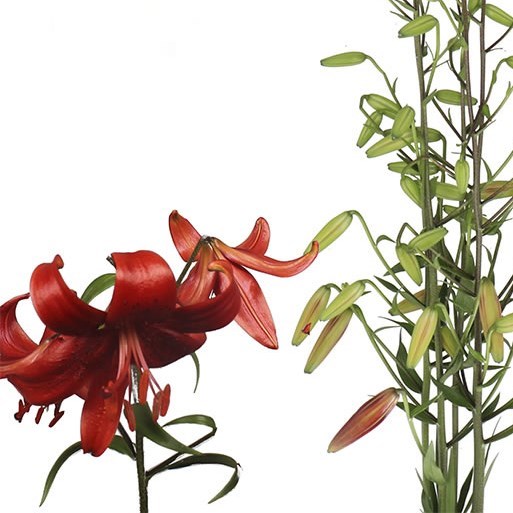 LILY MARTAGON RED VELVET