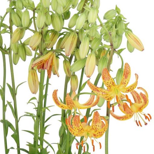 LILY MARTAGON SUNNY MORNING