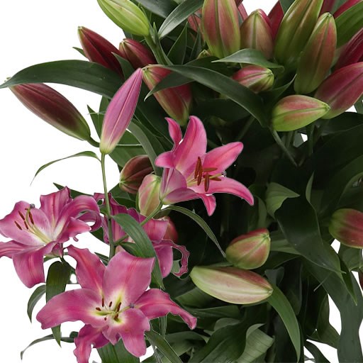 LILY ORIENTAL - ADELANTE