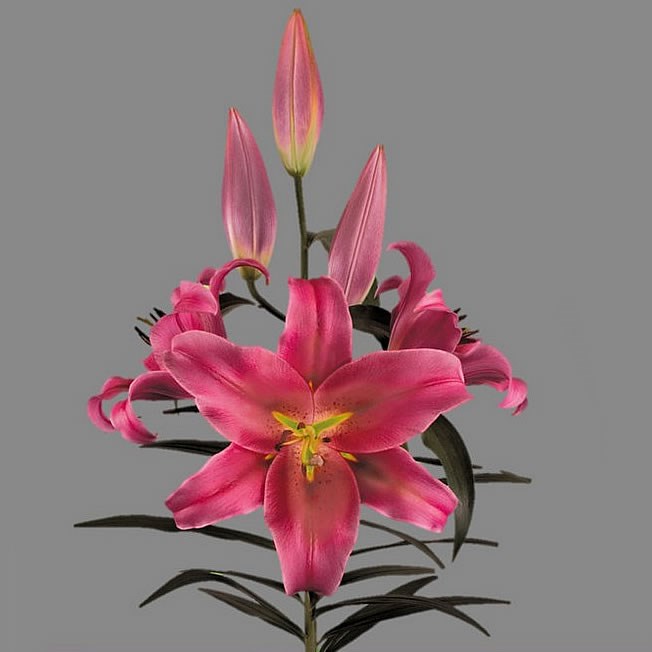 LILY ORIENTAL - AMAROSSI