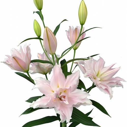 Lily Oriental - Zelmira 90cm | Wholesale Dutch Flowers & Florist