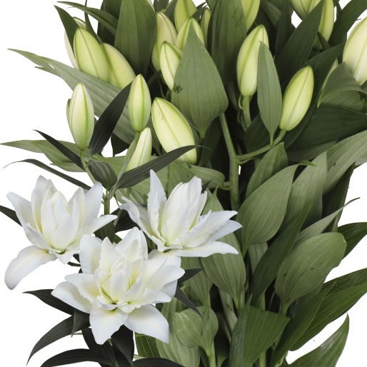 LILY ORIENTAL - AMSTERDAM