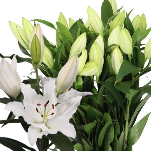 LILY ORIENTAL - ASCOT