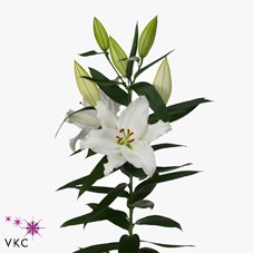 LILY ORIENTAL - ASTERIAN