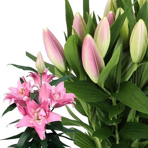 LILY ORIENTAL - AUBISQUE