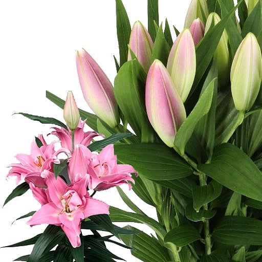 LILY ORIENTAL - AUBISQUE