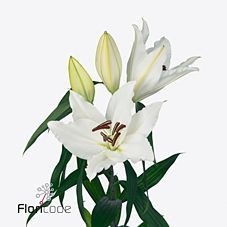 LILY ORIENTAL - AVVENTURA