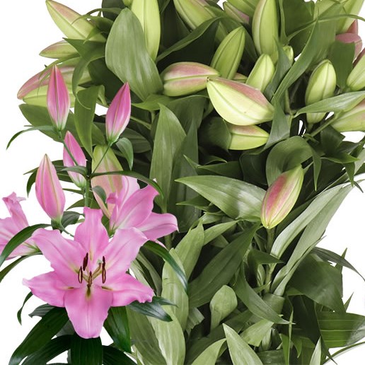 LILY ORIENTAL - BELLAMONTE