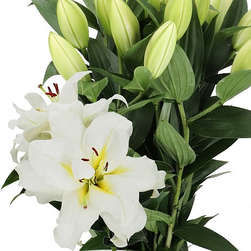 LILY ORIENTAL - BLIZZARD 85cm | Wholesale Dutch Flowers