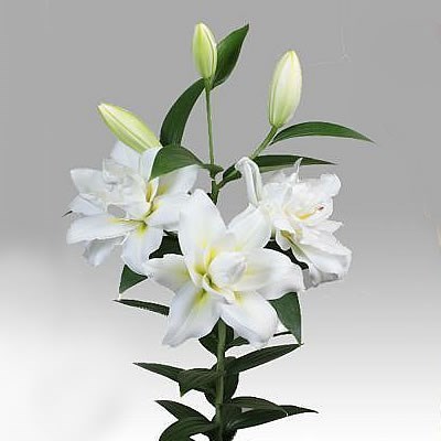 LILY ORIENTAL DOUBLE BLIZZARD 95cm | Wholesale Dutch Flowers