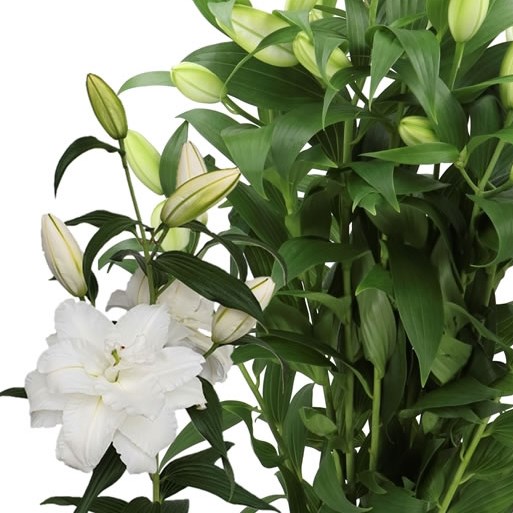 LILY ORIENTAL DOUBLE DUTCH SENNA 95cm | Wholesale Dutch