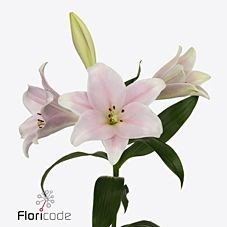 LILY ORIENTAL - CALI