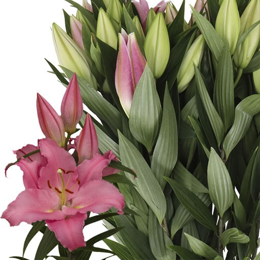 LILY ORIENTAL - CANELLI
