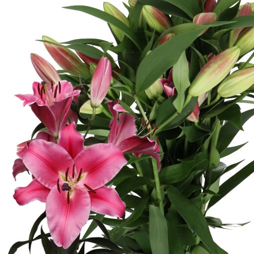 LILY ORIENTAL - CARBONERO