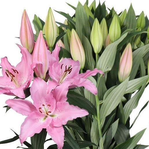 LILY ORIENTAL - CATEMACO