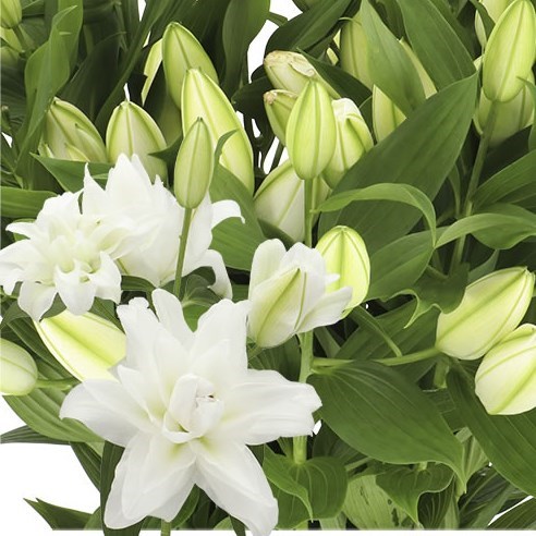 LILY ORIENTAL - CHARDONNAY