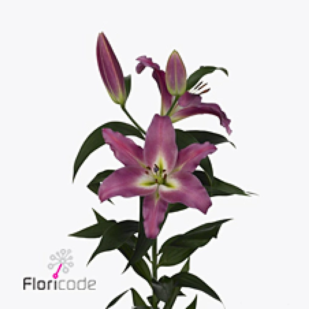 LILY ORIENTAL - COMPETITI